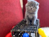 Top Kafa Scottish Fold Oyuncu Gri Renk Yavru