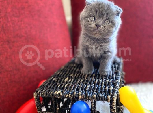 Top Kafa Scottish Fold Oyuncu Gri Renk Yavru