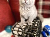 Lilac Renk Scottish Fold Nadir Bulunan Efsane Bebek