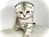Scotish Fold Silver Tabby Erkek Sıfır Kulak
