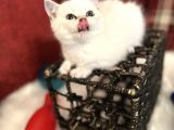 Efsane Yavrumuz British Shorthair Top Kafa Beyaz Renk