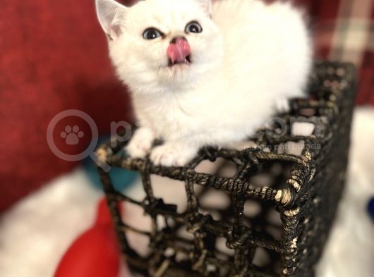 Efsane Yavrumuz British Shorthair Top Kafa Beyaz Renk görsel