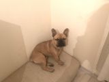 Orijinal Red Fawn French Bulldog