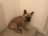 Orijinal Red Fawn French Bulldog