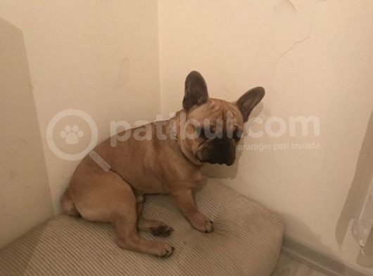 Orijinal Red Fawn French Bulldog görsel