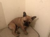 Orijinal Red Fawn French Bulldog