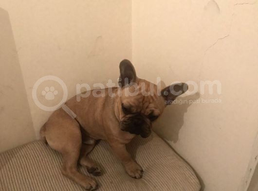 Orijinal Red Fawn French Bulldog görsel