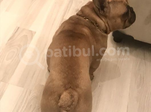 Orijinal Red Fawn French Bulldog görsel