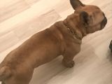 Orijinal Red Fawn French Bulldog
