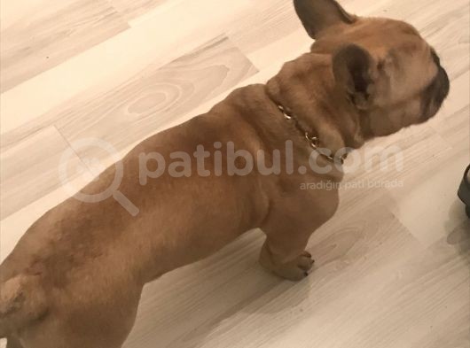 Orijinal Red Fawn French Bulldog görsel