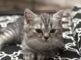 Son Yavru  2 Aylık British Shorthair Erkek