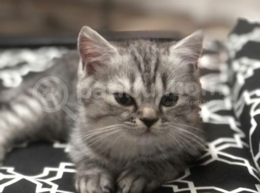 Son Yavru  2 Aylık British Shorthair Erkek görsel