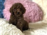 Red Brown Sevimli Mini Toy Poodle Yavrular