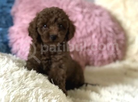 Red Brown Sevimli Mini Toy Poodle Yavrular görsel