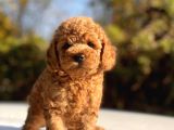 Safkan Toy Poodle Bebekler