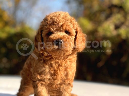 Safkan Toy Poodle Bebekler