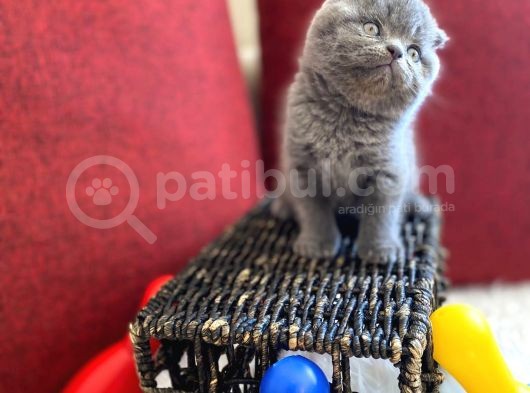 Top Kafa Scottish Fold Oyuncu Gri Renk Yavru görsel