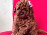 Toy Poodle Red Brown Mini Boy Yavrumuz