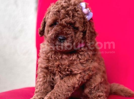 Toy Poodle Red Brown Mini Boy Yavrumuz görsel