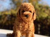 Safkan Toy Poodle Bebekler