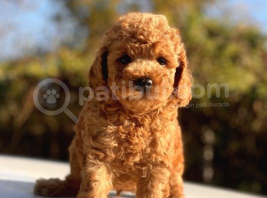 Safkan Toy Poodle Bebekler görsel