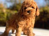Safkan Toy Poodle Bebekler