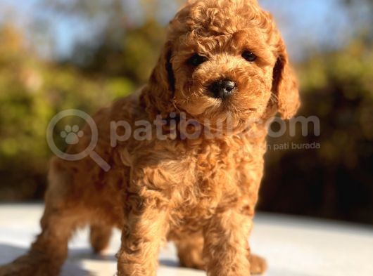 Safkan Toy Poodle Bebekler görsel