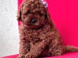 Toy Poodle Red Brown Mini Boy Yavrumuz