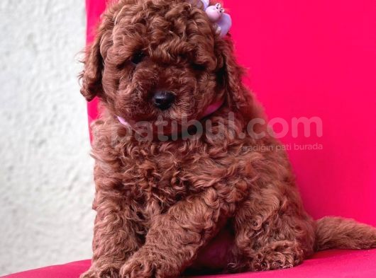 Toy Poodle Red Brown Mini Boy Yavrumuz görsel