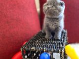 Top Kafa Scottish Fold Oyuncu Gri Renk Yavru
