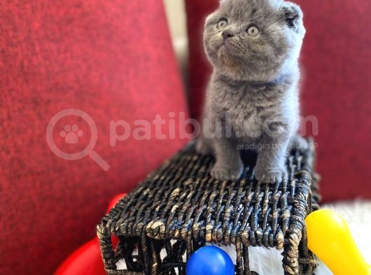 Top Kafa Scottish Fold Oyuncu Gri Renk Yavru görsel