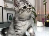 Son Yavru  2 Aylık British Shorthair Erkek
