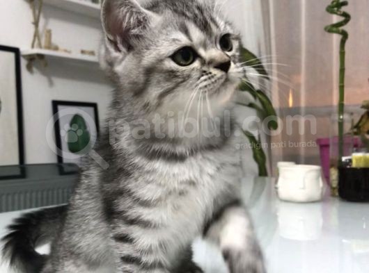 Son Yavru  2 Aylık British Shorthair Erkek görsel