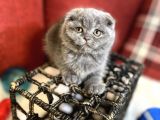 Show Face Scottish Fold Orjinal Gri Renk Super Yavru
