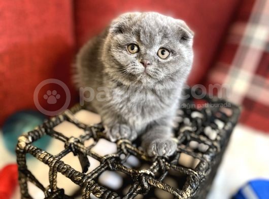 Show Face Scottish Fold Orjinal Gri Renk Super Yavru görsel