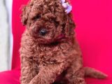 Toy Poodle Red Brown Mini Boy Yavrumuz