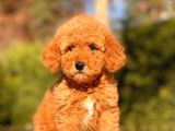 Bebek Surat Toy Poodle Bebekler