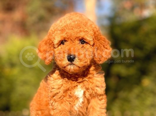 Bebek Surat Toy Poodle Bebekler