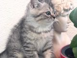 Son Yavru  2 Aylık British Shorthair Erkek