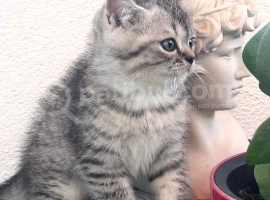 Son Yavru  2 Aylık British Shorthair Erkek görsel