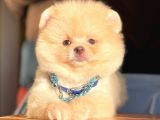 Ayı Surat Boo Pomeranian Yavrular