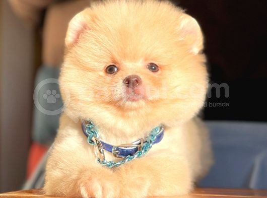 Ayı Surat Boo Pomeranian Yavrular görsel