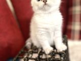 Efsane Yavrumuz British Shorthair Top Kafa Beyaz Renk