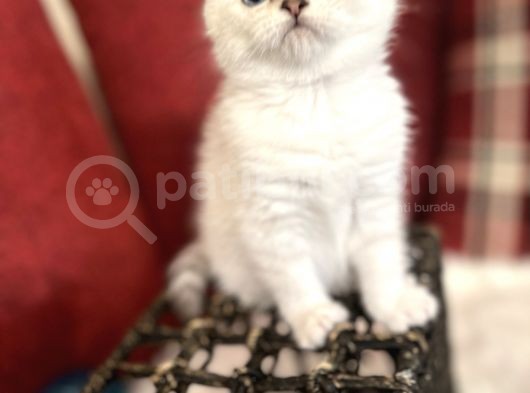 Efsane Yavrumuz British Shorthair Top Kafa Beyaz Renk