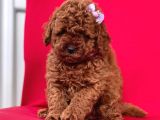 Toy Poodle Red Brown Mini Boy Yavrumuz