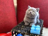 Muhtesem Kalite British Shorthair Gri Renk Oyuncu Yavru