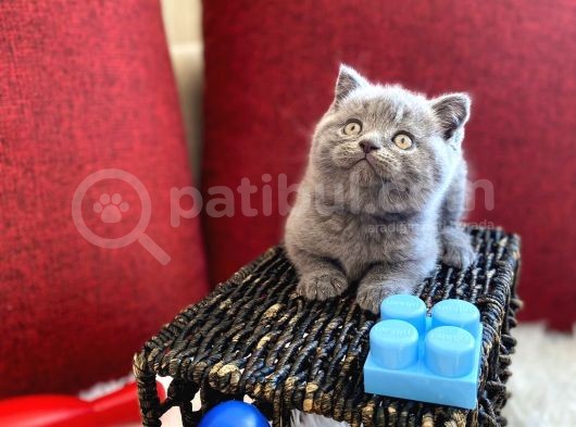 Muhtesem Kalite British Shorthair Gri Renk Oyuncu Yavru görsel