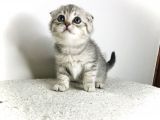 Scotish Fold Silver Tabby Erkek Sıfır Kulak