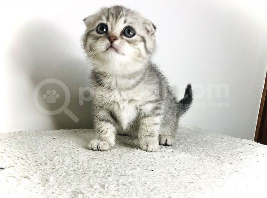 Scotish Fold Silver Tabby Erkek Sıfır Kulak görsel