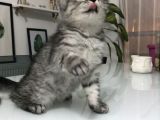 Son Yavru  2 Aylık British Shorthair Erkek
